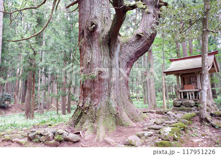 福井県　白山平泉寺旧境内・若宮神社の大杉 117951226