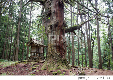 福井県 白山平泉寺旧境内・若宮神社の大杉 福井県 白山平泉寺旧境内・若宮神社の大杉 117951253