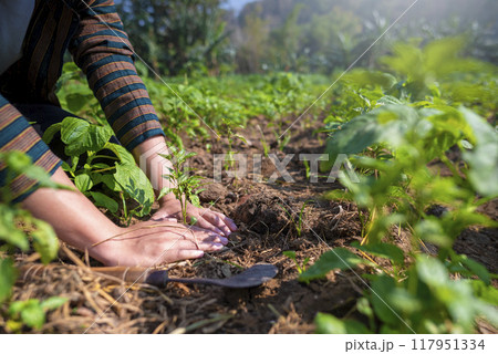 An Indonesian farmer man is planting a water spinach seed in the dirt 117951334