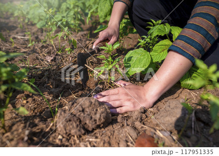An Indonesian farmer man is planting a water spinach seed in the dirt 117951335
