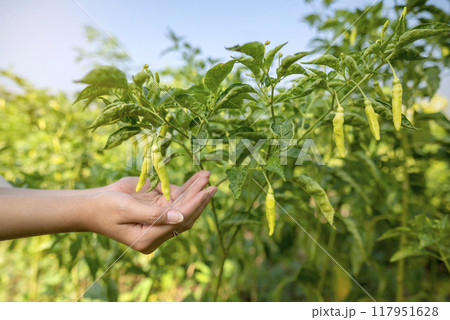 A farmer's hand is picking chili A farmer's hand is picking chili 117951628