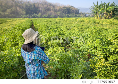 An Indonesian farmer girl is standing in a field of chili plants 117951637