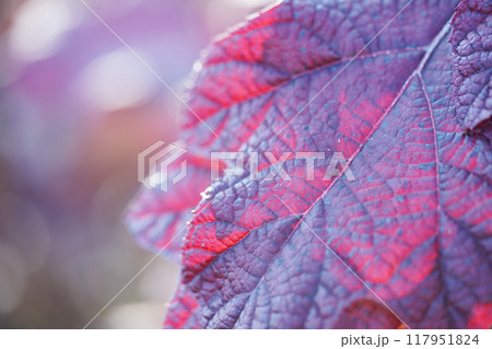 秋晴れの日の紅葉 117951824