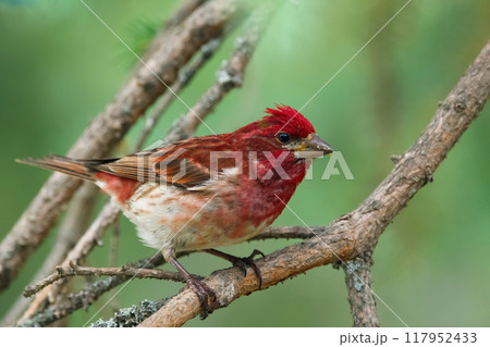 Bright colored male Purple finch is perched on a spruce tree in the backyard. Bright colored male Purple finch is perched on a spruce tree in the backyard. 117952433