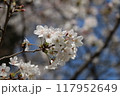 春の近隣公園に咲いた満開の桜 117952649