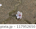 地面に落ちた桜の花 117952650
