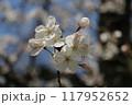 桜が咲く瞬間の蕾 117952652