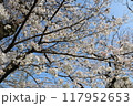晴天の中の満開の桜 117952653