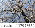晴天の中の満開の桜 117952654