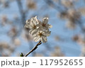 春の空の一枝の桜 117952655