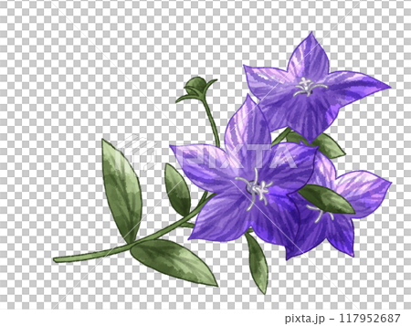 秋の花・紫色の桔梗（キキョウ） 117952687