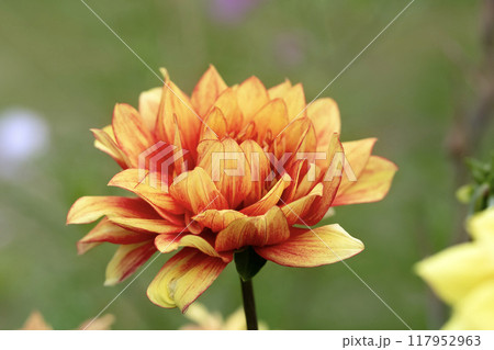 Beautiful yellow bloom with red centers, Dahlia "Dazzling sun"  flowering in the summer garden. 117952963