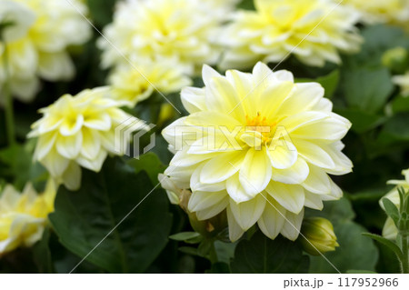 Beautiful yellow cluster of dwarf Dahlia flowers (Dalhietta Shirley variety) are growing in the summer garden. Beautiful yellow cluster of dwarf Dahlia flowers (Dalhietta Shirley variety) are growing in the summer garden. 117952966