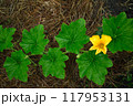 伸びてきたウリの蔦と黄色い花 117953131