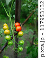 色づき始めたミニトマト 117953132