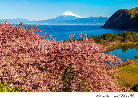 【静岡県】沼津市井田河津桜　駿河湾越しの霊峰 117953344