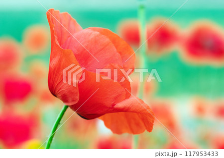 Beautiful field of wild red poppies with green background in summer warm day. 117953433