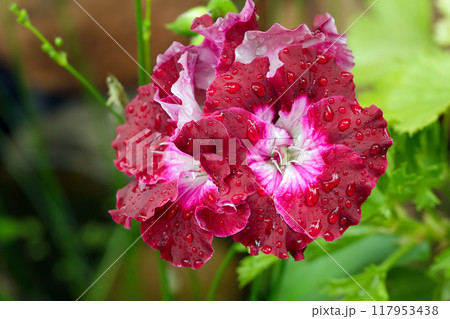 Beautiful bunch of flowers of Geranium "bermuda cherry" variety with water drops on dark red petals and white center. Beautiful bunch of flowers of Geranium "bermuda cherry" variety with water drops on dark red petals and white center. 117953438