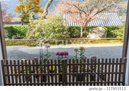三千院の紅葉と菊に彩られた玄関 三千院の紅葉と菊に彩られた玄関 117953512