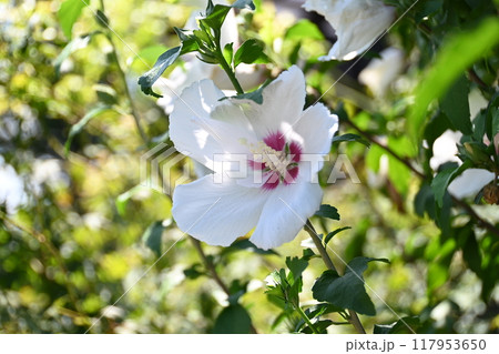 ムクゲの花 117953650