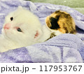 子猫 117953767