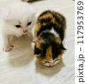 可愛い子猫 117953769