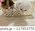 可愛い子猫 117953770