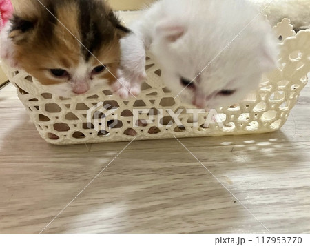 可愛い子猫 可愛い子猫 117953770