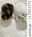 いつも一緒の兄妹 117953771