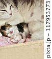 眠る子猫とお母さん猫 117953773