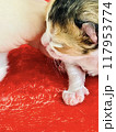 子猫 117953774