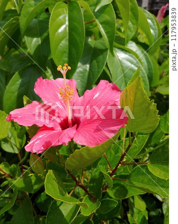 沖縄　ピンク色のハイビスカス6 117953839