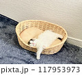 籠の中でだらけて眠る子猫 117953973