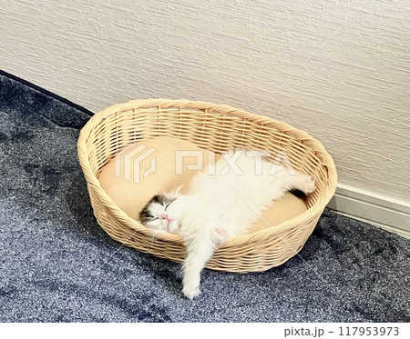 籠の中でだらけて眠る子猫 117953973