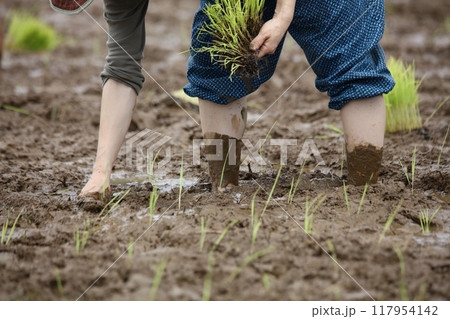 田植えをする様子 117954142