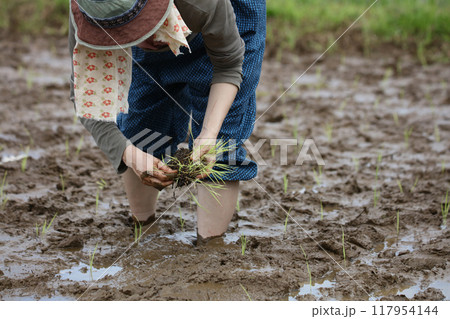 田植えをする様子 117954144