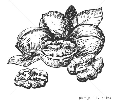 Hand drawn sketch of walnuts vector illustration. Composition of open walnut kernel, whole walnut. Fresh organic food, oil. Black and white drawing of nut. Isolated on white background. 117954163