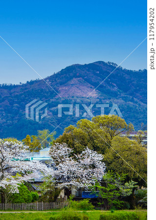 【京都風景】賀茂川より望む桜と山（比叡山/大文字山） 117954202