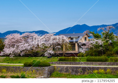 【京都風景】賀茂川より望む桜と山（比叡山/大文字山） 117954205
