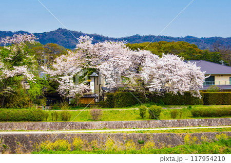 【京都風景】賀茂川より望む桜と山（比叡山/大文字山） 117954210