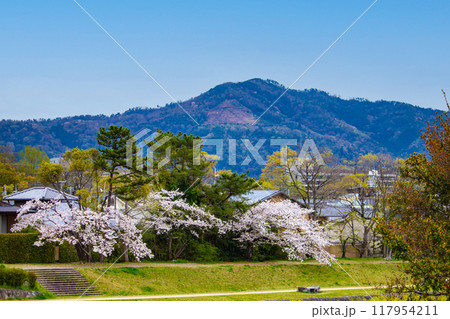 【京都風景】賀茂川より望む桜と山（比叡山/大文字山） 117954211