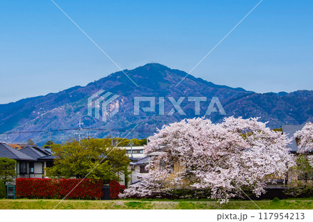 【京都風景】賀茂川より望む桜と山(比叡山/大文字山) 【京都風景】賀茂川より望む桜と山(比叡山/大文字山) 117954213