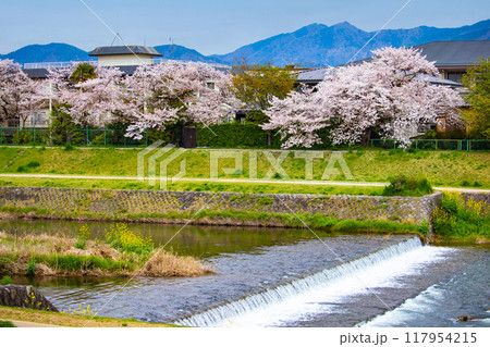 【京都風景】賀茂川より望む桜と山（比叡山/大文字山） 117954215