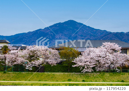 【京都風景】賀茂川より望む桜と山(比叡山/大文字山) 【京都風景】賀茂川より望む桜と山(比叡山/大文字山) 117954220