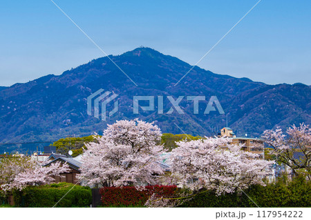 【京都風景】賀茂川より望む桜と山(比叡山/大文字山) 【京都風景】賀茂川より望む桜と山(比叡山/大文字山) 117954222