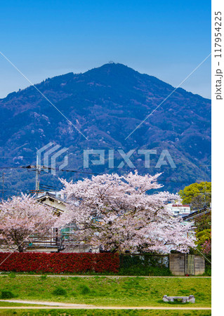 【京都風景】賀茂川より望む桜と山（比叡山/大文字山） 117954225