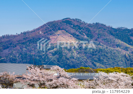 【京都風景】賀茂川より望む桜と山（比叡山/大文字山） 117954229