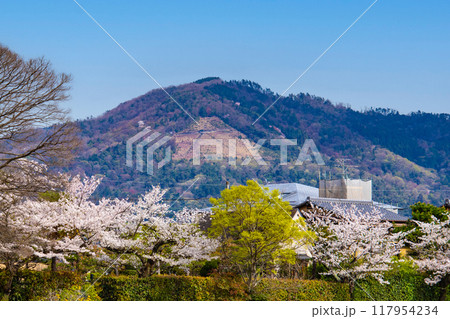 【京都風景】賀茂川より望む桜と山（比叡山/大文字山） 117954234