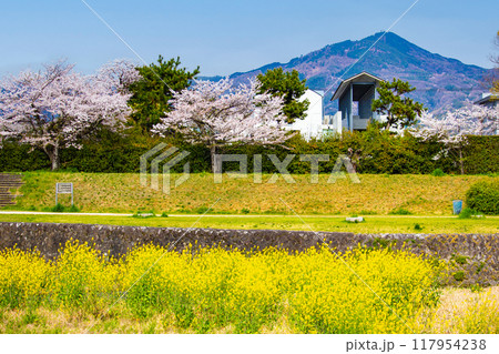 【京都風景】賀茂川より望む桜と山（比叡山/大文字山） 117954238