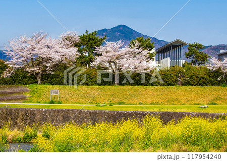 【京都風景】賀茂川より望む桜と山（比叡山/大文字山） 117954240